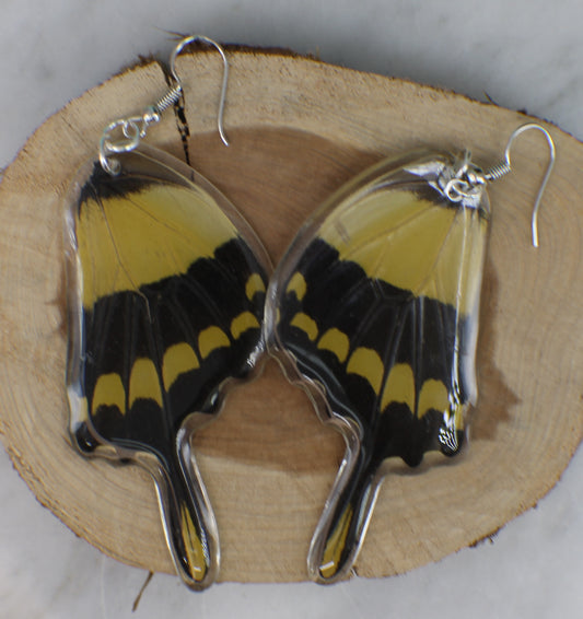 Real King Swallowtail Butterfly Wing Earrings with Sterling Silver Components