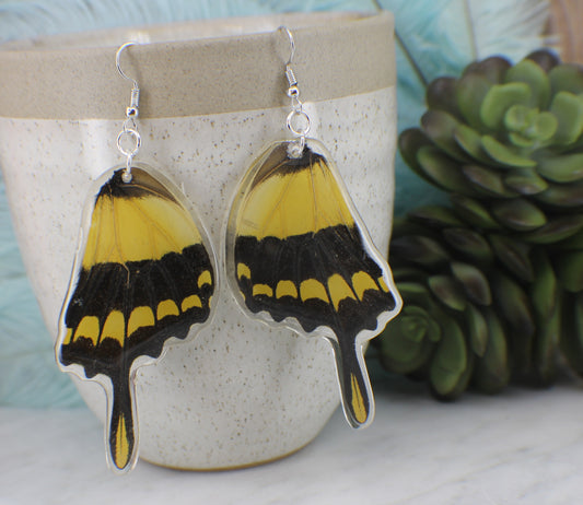 Real King Swallowtail Butterfly Wing Earrings with Sterling Silver Components