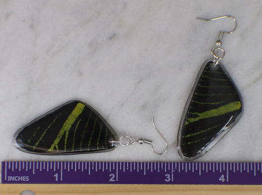 Real Green-banded Butterfly Wing Earrings with Sterling Silver Components